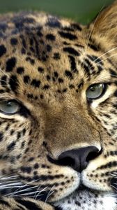 Preview wallpaper leopard, face, look, tired, spotty