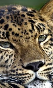 Preview wallpaper leopard, face, look, tired, spotty