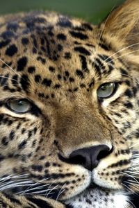 Preview wallpaper leopard, face, look, tired, spotty