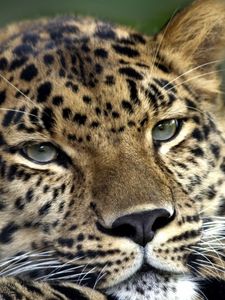 Preview wallpaper leopard, face, look, tired, spotty