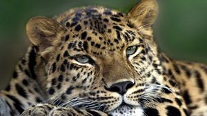 Preview wallpaper leopard, face, look, tired, spotty