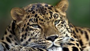 Preview wallpaper leopard, face, look, tired, spotty