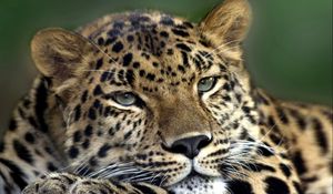 Preview wallpaper leopard, face, look, tired, spotty