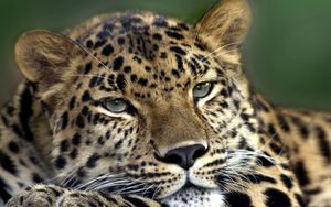 Preview wallpaper leopard, face, look, tired, spotty