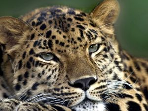 Preview wallpaper leopard, face, look, tired, spotty