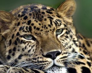 Preview wallpaper leopard, face, look, tired, spotty