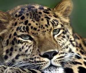 Preview wallpaper leopard, face, look, tired, spotty