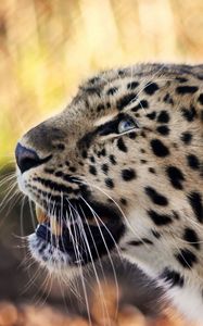 Preview wallpaper leopard, face, mustache, spotted