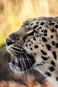 Preview wallpaper leopard, face, mustache, spotted