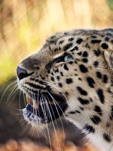 Preview wallpaper leopard, face, mustache, spotted