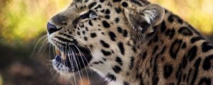 Preview wallpaper leopard, face, mustache, spotted