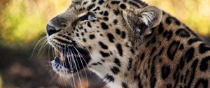 Preview wallpaper leopard, face, mustache, spotted