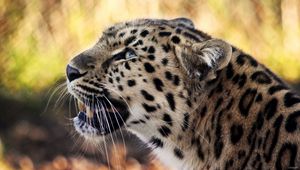 Preview wallpaper leopard, face, mustache, spotted