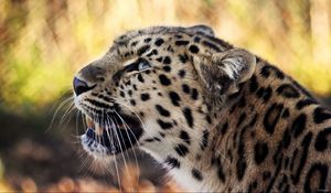 Preview wallpaper leopard, face, mustache, spotted