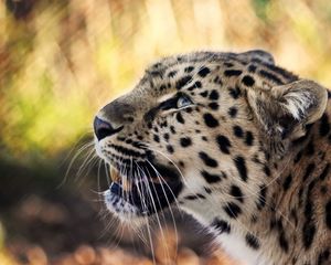 Preview wallpaper leopard, face, mustache, spotted