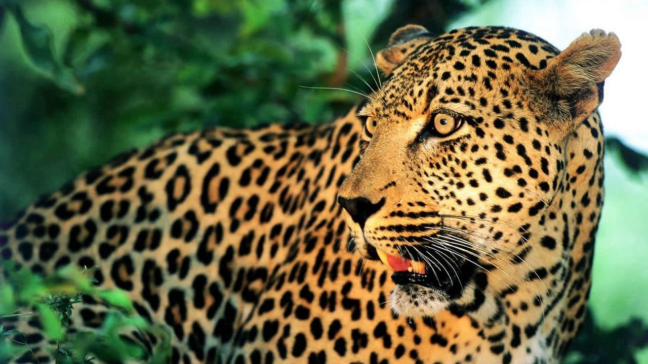 Wallpaper leopard, face, mustache, spotted, surprise