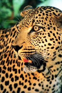 Preview wallpaper leopard, face, mustache, spotted, surprise