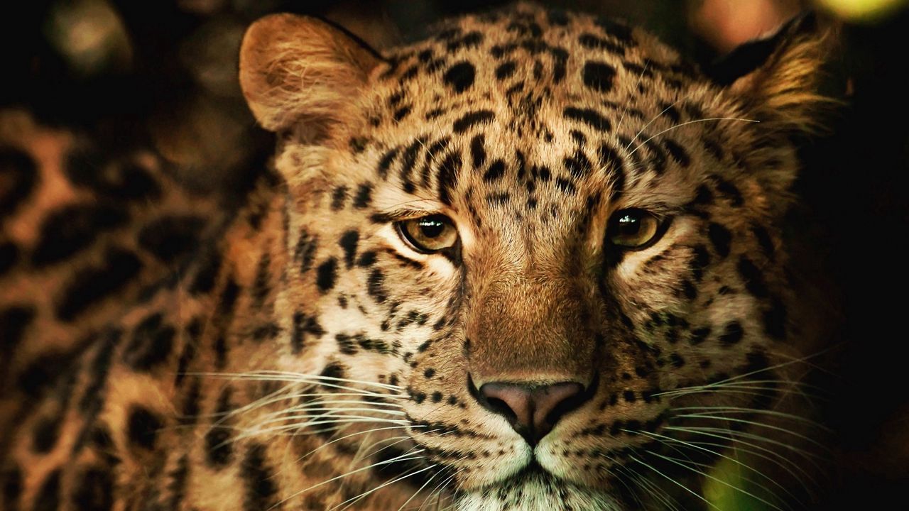 Wallpaper leopard, face, nose, spotted