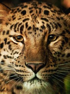 Preview wallpaper leopard, face, nose, spotted