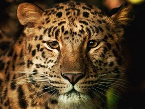 Preview wallpaper leopard, face, nose, spotted
