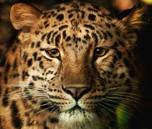 Preview wallpaper leopard, face, nose, spotted