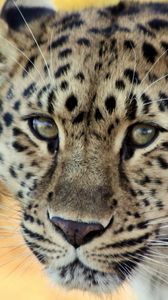 Preview wallpaper leopard, face, old, cute, sad