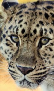 Preview wallpaper leopard, face, old, cute, sad