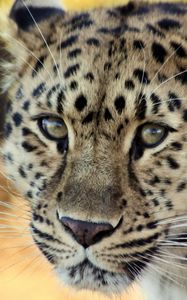 Preview wallpaper leopard, face, old, cute, sad