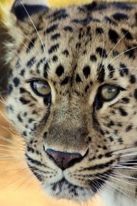 Preview wallpaper leopard, face, old, cute, sad