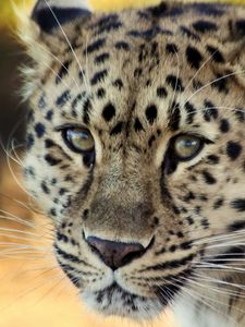 Preview wallpaper leopard, face, old, cute, sad