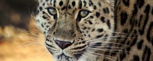 Preview wallpaper leopard, face, old, cute, sad