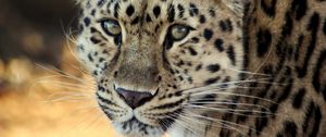 Preview wallpaper leopard, face, old, cute, sad