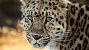 Preview wallpaper leopard, face, old, cute, sad