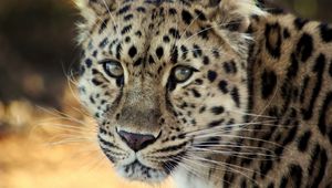 Preview wallpaper leopard, face, old, cute, sad