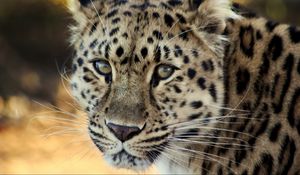 Preview wallpaper leopard, face, old, cute, sad