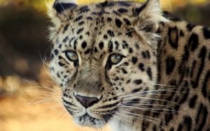 Preview wallpaper leopard, face, old, cute, sad