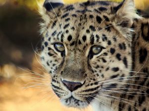 Preview wallpaper leopard, face, old, cute, sad