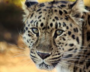 Preview wallpaper leopard, face, old, cute, sad