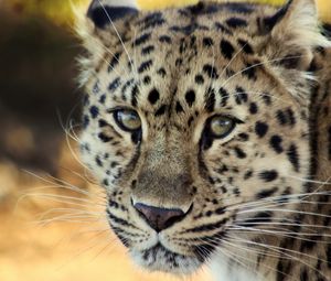 Preview wallpaper leopard, face, old, cute, sad