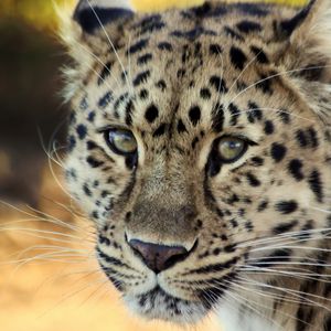 Preview wallpaper leopard, face, old, cute, sad