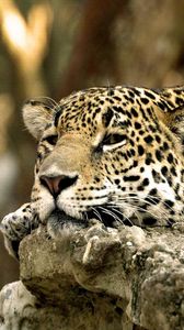 Preview wallpaper leopard, face, predator, lying