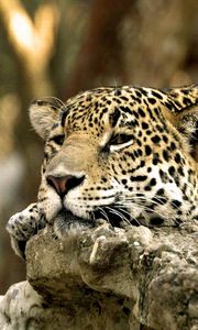 Preview wallpaper leopard, face, predator, lying