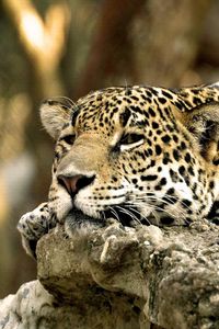 Preview wallpaper leopard, face, predator, lying