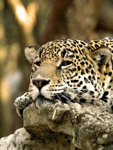 Preview wallpaper leopard, face, predator, lying