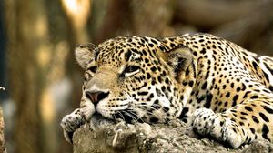 Preview wallpaper leopard, face, predator, lying