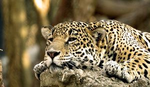 Preview wallpaper leopard, face, predator, lying