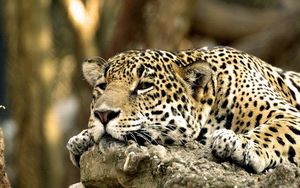 Preview wallpaper leopard, face, predator, lying