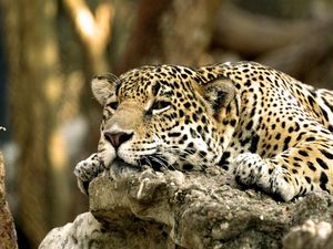 Preview wallpaper leopard, face, predator, lying