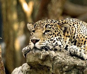 Preview wallpaper leopard, face, predator, lying