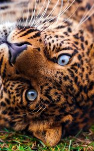 Preview wallpaper leopard, face, predator, lie, look, grass